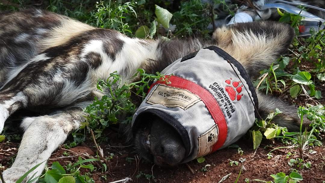 A pack of three endangered African wild dogs has been reintroduced to Zimanga Private Game Reserve in northern KwaZulu-Natal.