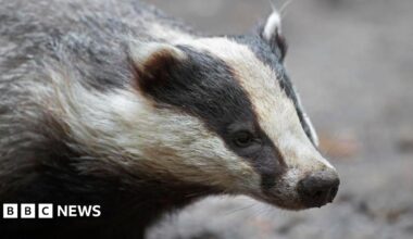 A close up of the face and neck of a European badger, which is grey with a white and black striped face.