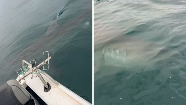 The great white shark circled the boat multiple times.