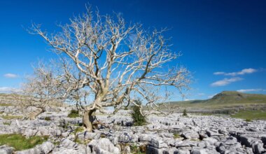 Seeds of hope for ash trees devastated by deadly disease