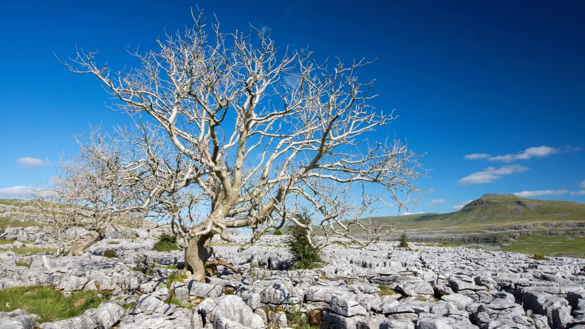 Seeds of hope for ash trees devastated by deadly disease