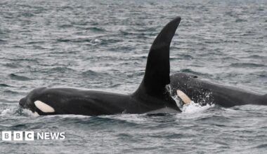 The two orca are close together and swimming in the same direction. The white on their cheeks and under their beaks is visible.