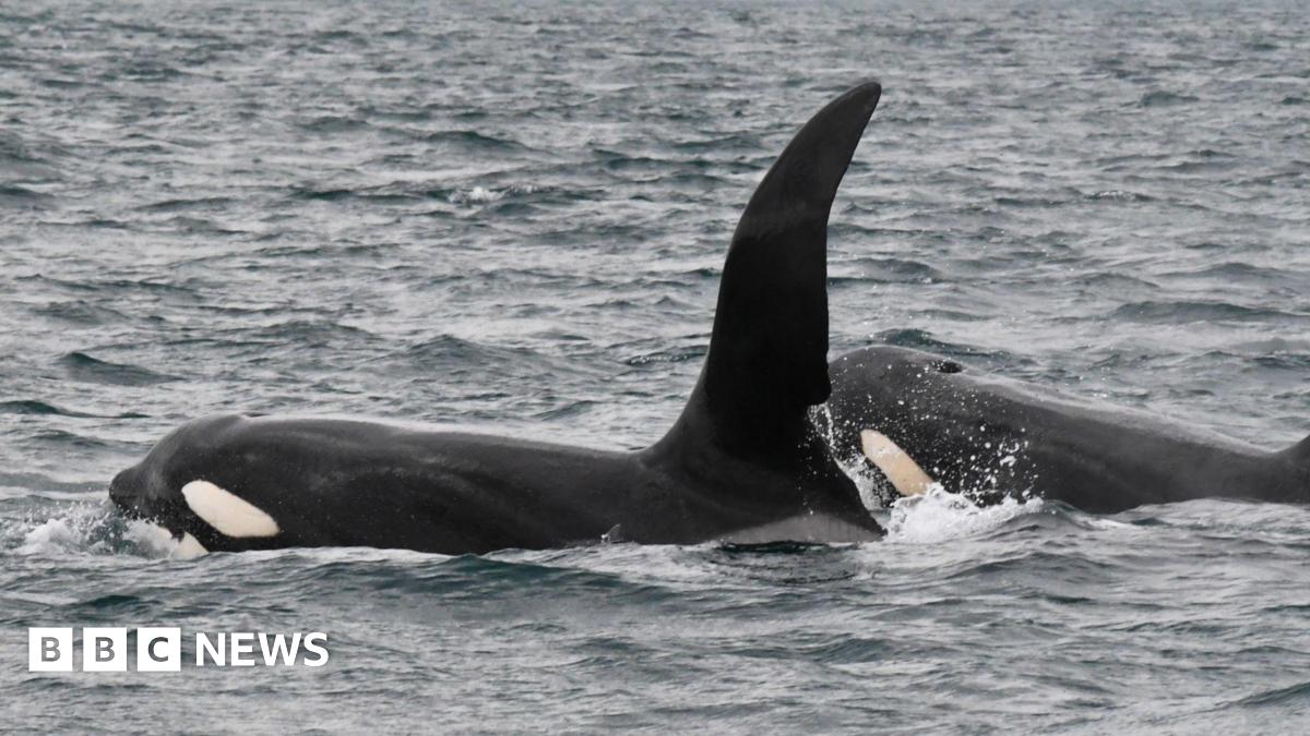 The two orca are close together and swimming in the same direction. The white on their cheeks and under their beaks is visible.