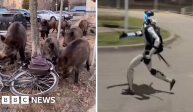 A splitscreen image which shows a group of wild boar next to a bike, and a robot running
