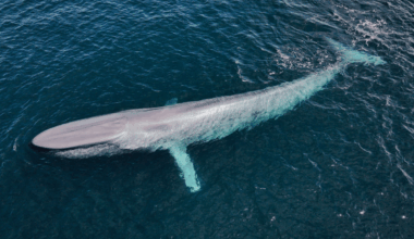 Experts Capture Historic Footage Of Rare Blue Whale In Patagonia For The First Time