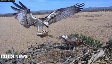 An osprey delivers a fish it is carrying in its claws to another osprey at their nest. Fields and hills can be seen in the background.