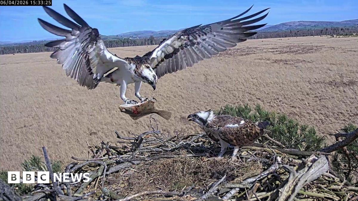 An osprey delivers a fish it is carrying in its claws to another osprey at their nest. Fields and hills can be seen in the background.