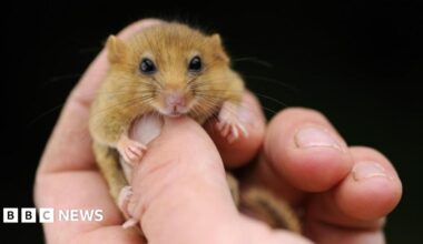 A zoomed in image shows a dormouse being held in a person's hand. Its head, which looks towards the camera, is around the same size as the person's thumb nail.