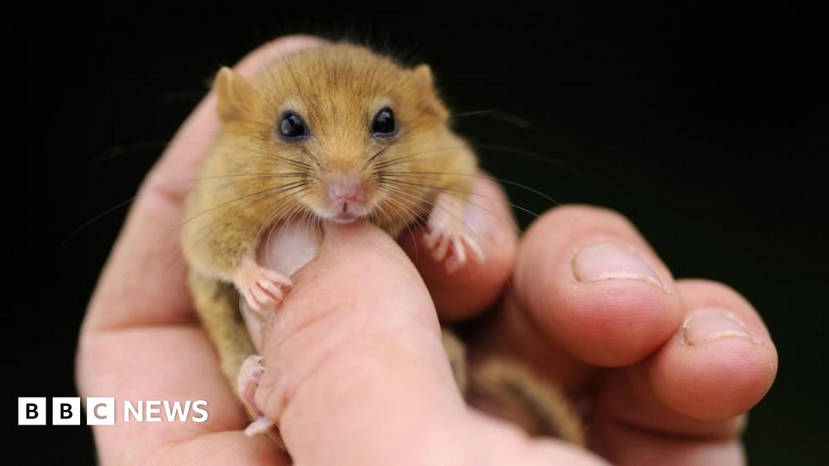 A zoomed in image shows a dormouse being held in a person's hand. Its head, which looks towards the camera, is around the same size as the person's thumb nail.