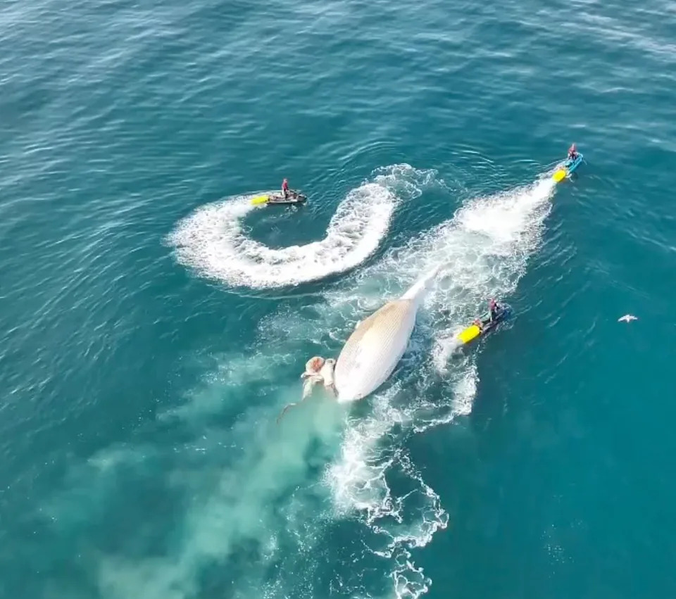Officials tow away a dead whale carcass off the coast of San Diego, California.Credit: Encinitas Fire & Marine Safety Department/Instagram
