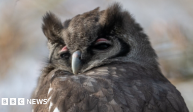 A close up of a Verreaux's eagle owl