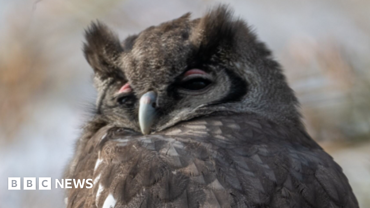 A close up of a Verreaux's eagle owl