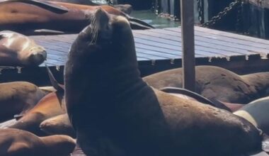 "Chonkers" the massive sea lion becomes star at San Francisco's Pier 39