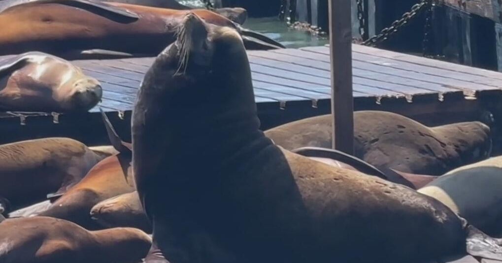 "Chonkers" the massive sea lion becomes star at San Francisco's Pier 39