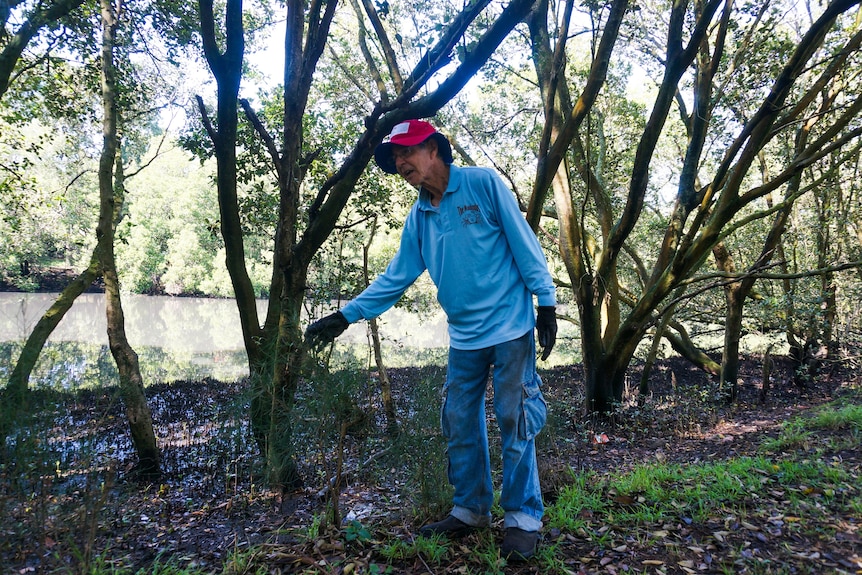 Mr Benson touches a juvenile tree on the banks of the Cooks River while wearing a red hat and blue Mudcrabs longsleeve.