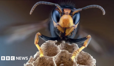 An asian hornet close up.