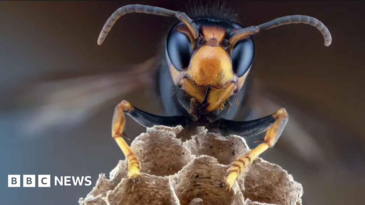 An asian hornet close up.