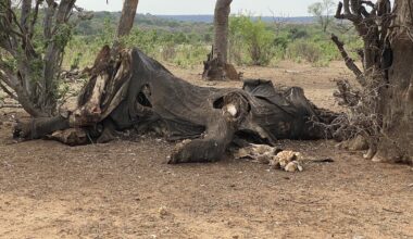 fossil find in Tanzania shows oldest signs of butchering these giant mammals