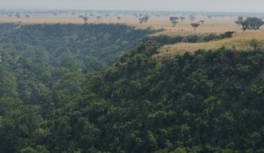 Planting trees to remove carbon can harm the environment – or protect it: study highlights trade-offs