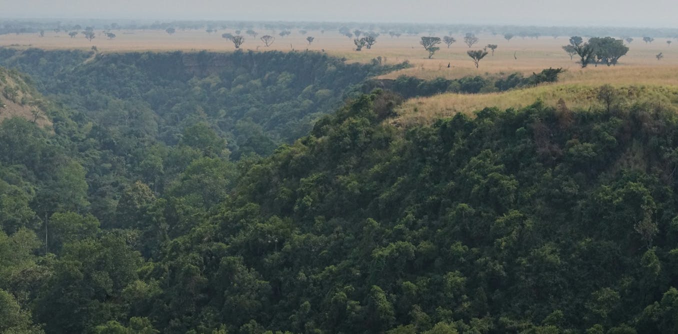 Planting trees to remove carbon can harm the environment – or protect it: study highlights trade-offs