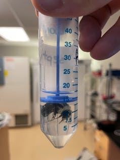 A bumblebee submerged in a test tube.