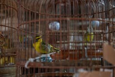A beautiful yellow and black bird trapped inside a small metal cage inside a room with no greenery