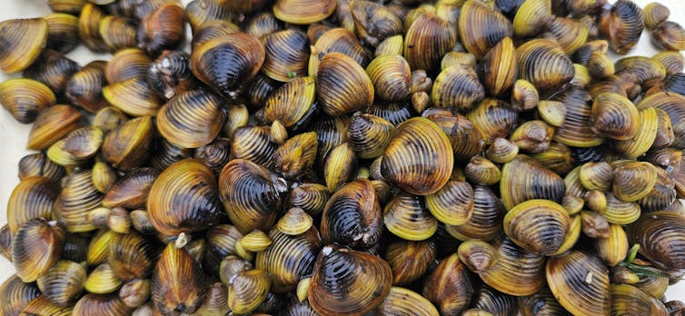 A close-up image of invasive gold clams