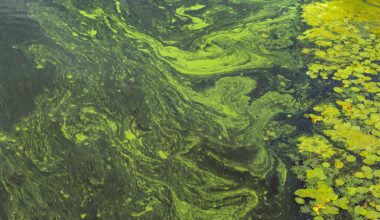 Toxic blooms and invasive clams are forcing a rethink on the Waikato River