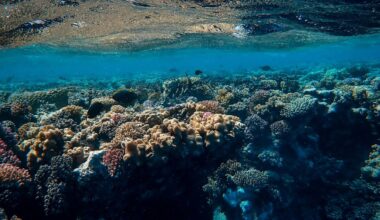 Coral reefs are secretly connected across vast oceans – and that’s crucial for their survival