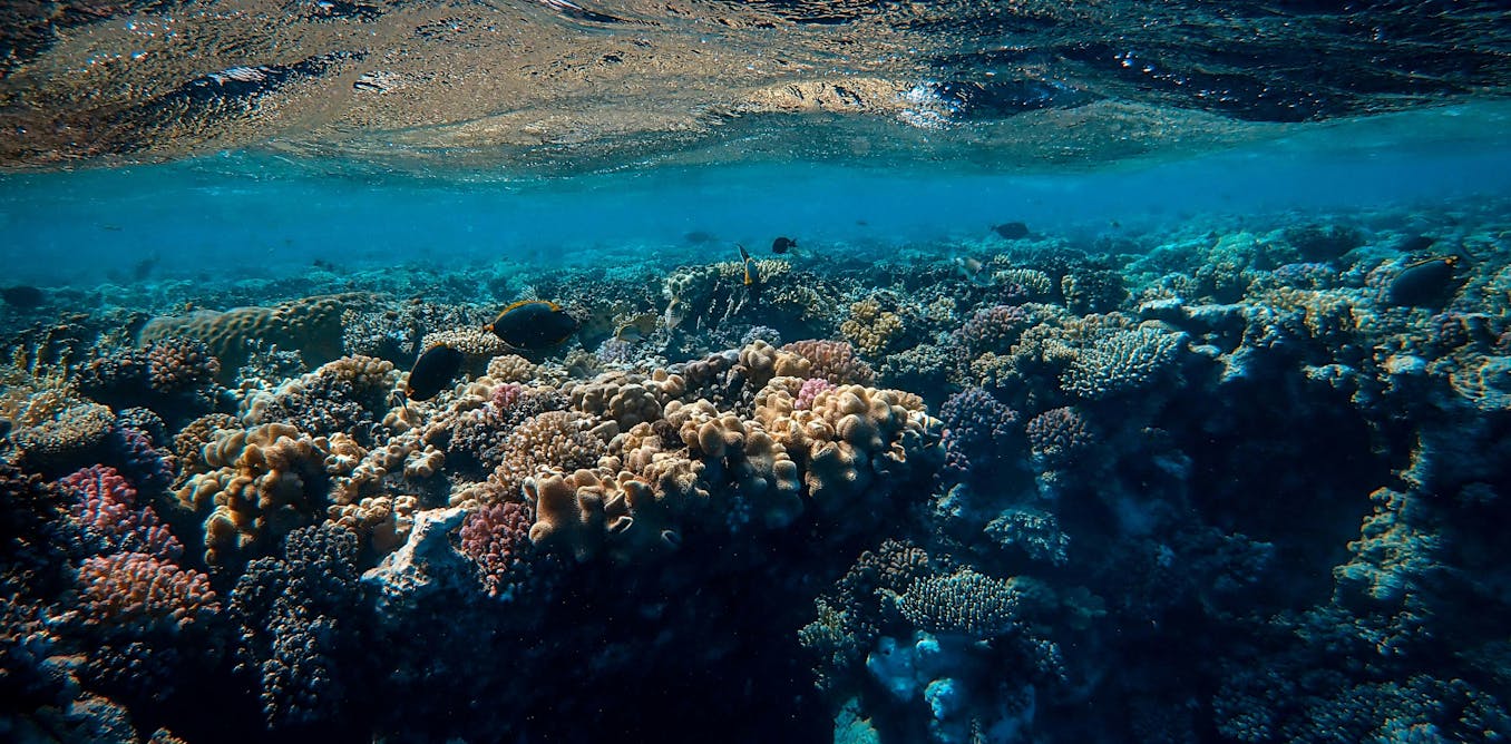 Coral reefs are secretly connected across vast oceans – and that’s crucial for their survival