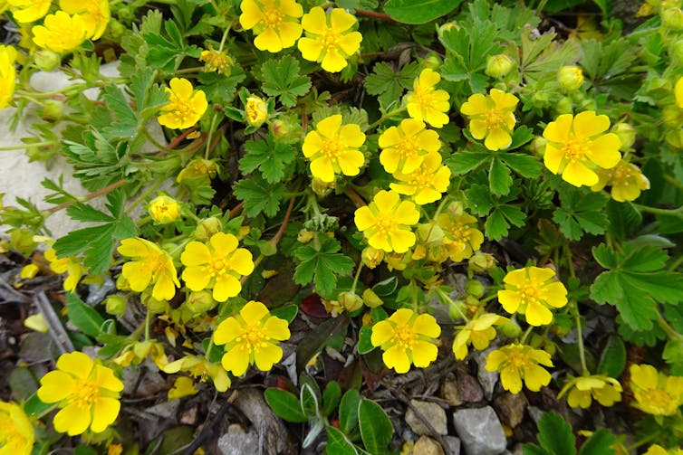 A _Potentilla erecta_ plant growing in the wild.