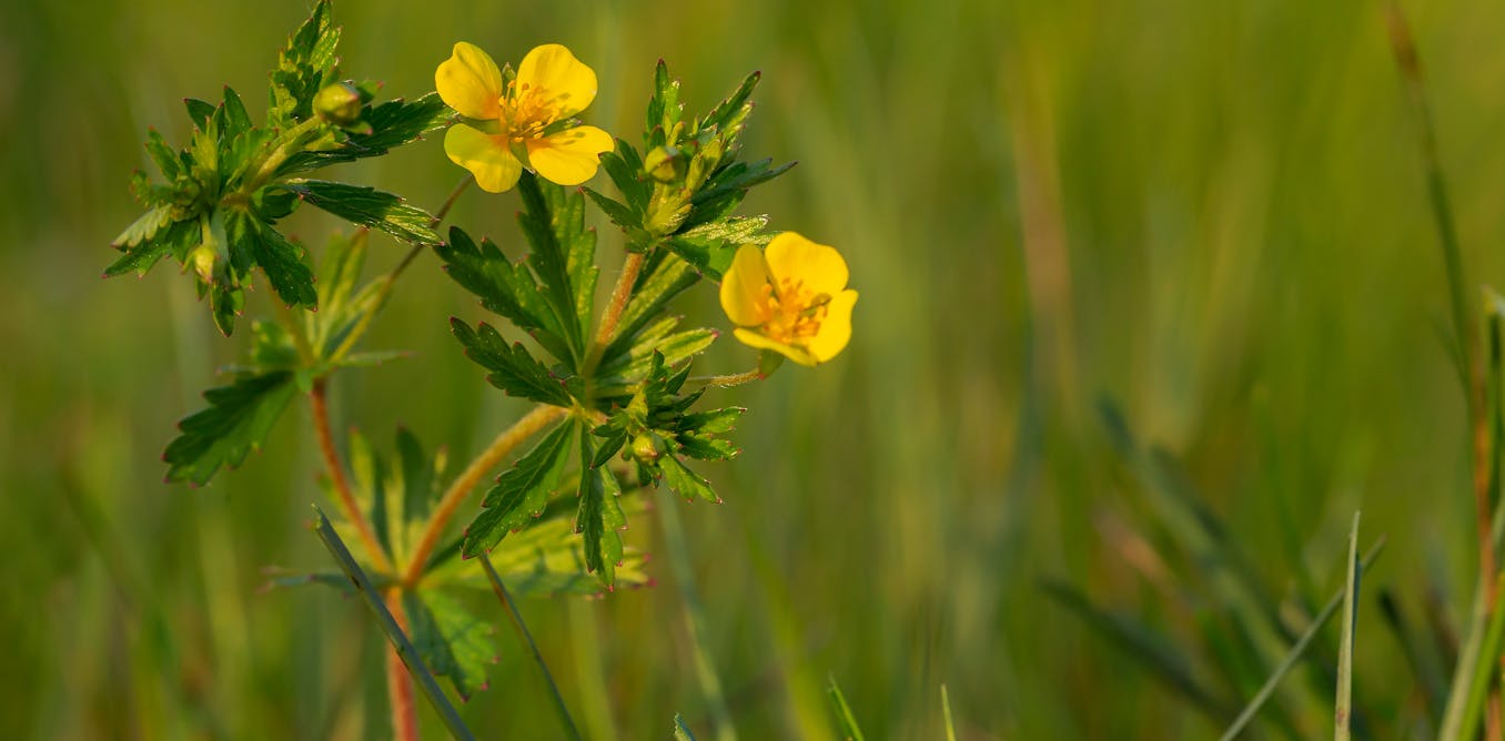 Wildflower once used to treat wounds and sore throats shows promise in fighting dangerous superbugs