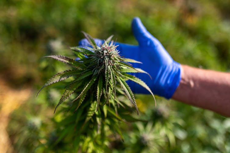 Hand wearing nitrile glove touching a cannabis plant