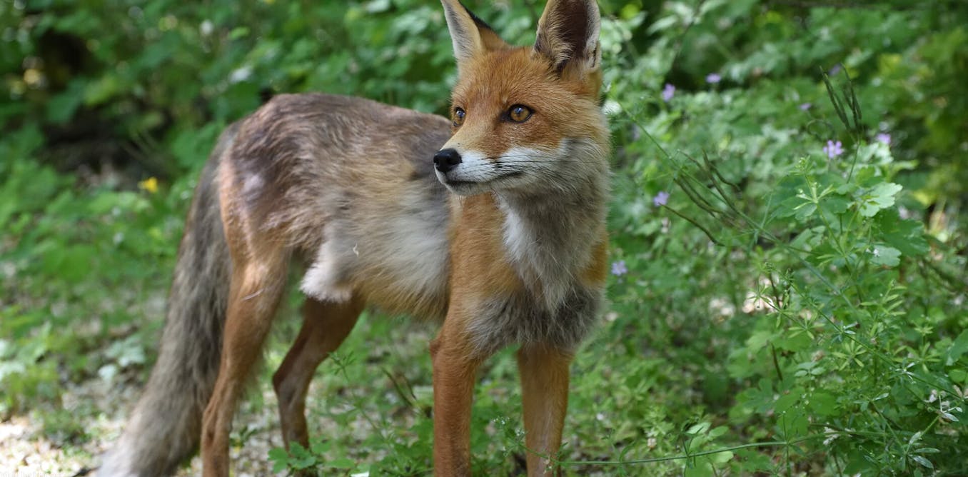 40 years on from the disaster, why there are foxes, bears and bison again around Chernobyl
