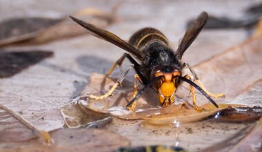 NZ may be winning the fight against the invasive yellow-legged hornet – but a crucial phase lies ahead