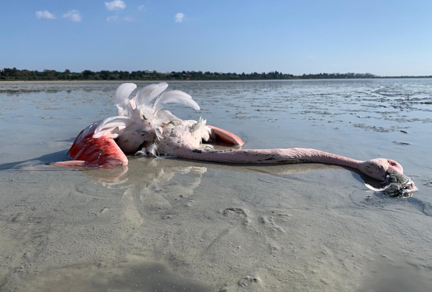 cover Flamingos dying of lead poisoning as ‘state turns blind eye’