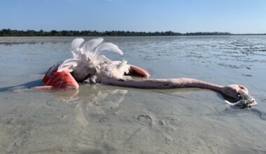 cover Flamingos dying of lead poisoning as ‘state turns blind eye’