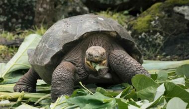 Giant tortoise on Floreana Island in the Galápagos during a conservation effort to restore the native ecosystem.