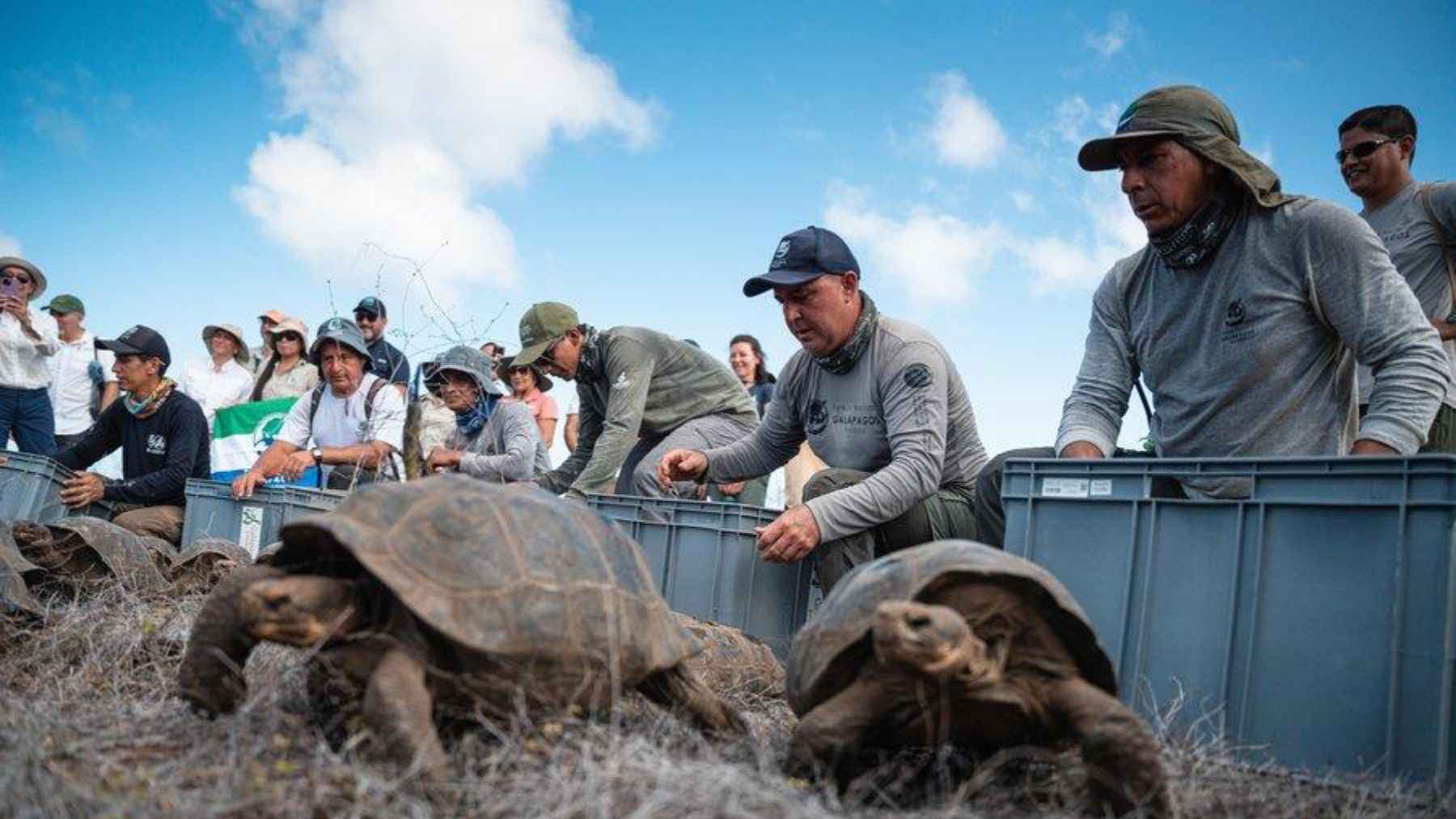 Juvenile giant tortoises being released on Floreana Island in the Galápagos as part of a restoration project.