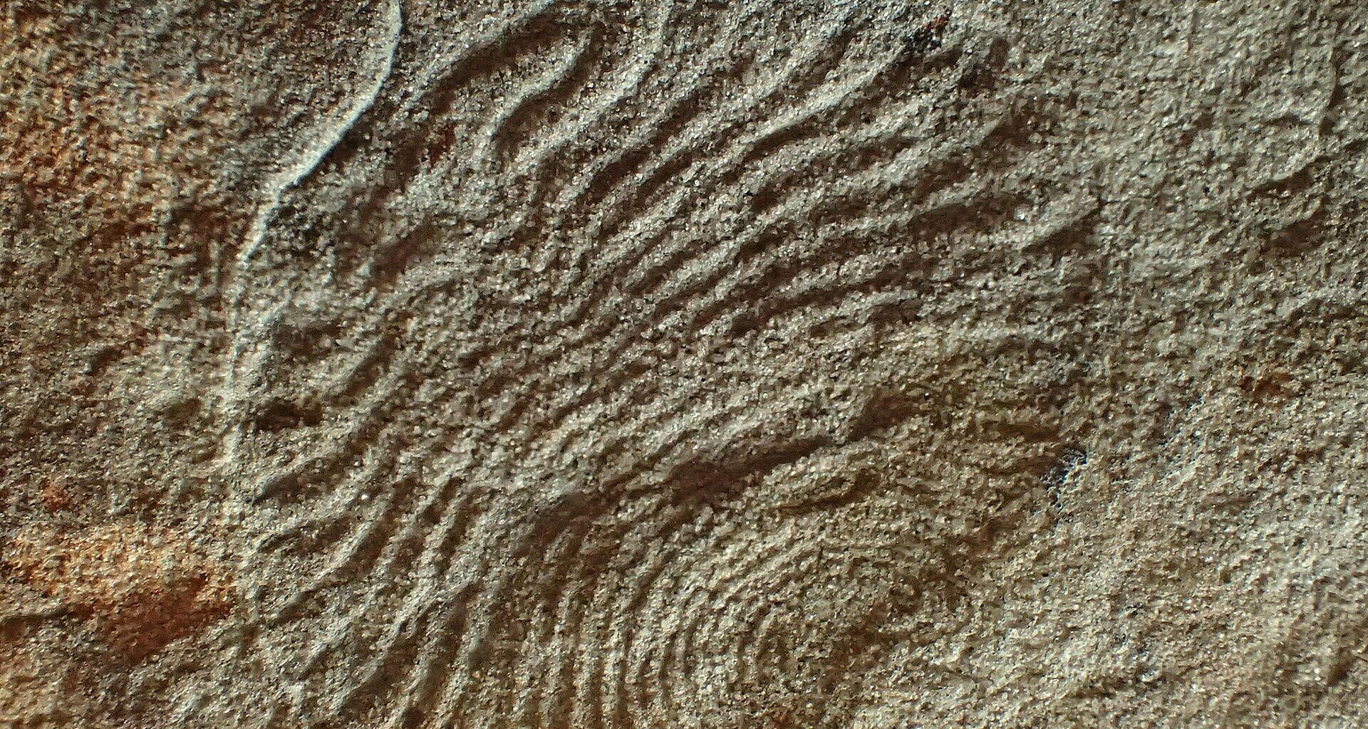 Fossil of Archaeaspinus, a member of the Ediacaran biota