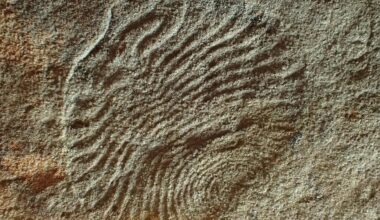 Fossil of Archaeaspinus, a member of the Ediacaran biota