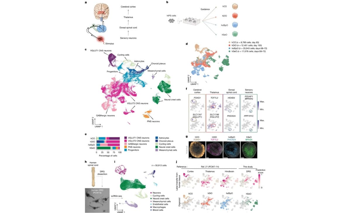  Generation From Hips Cells Of Components Of Human Ascending Sensory Pathway