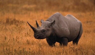 South Africa is home to most of the world’s rhino population and has been battling a relentless poaching crisis for years, with black rhinos being critically endangered.