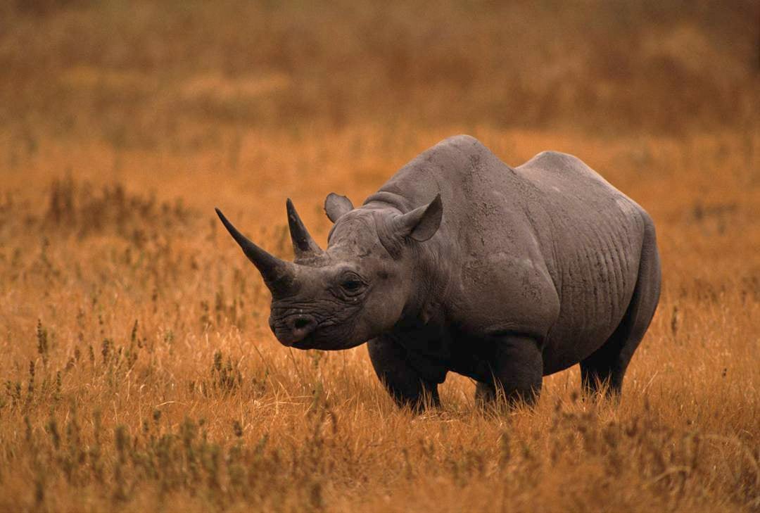 South Africa is home to most of the world’s rhino population and has been battling a relentless poaching crisis for years, with black rhinos being critically endangered.
