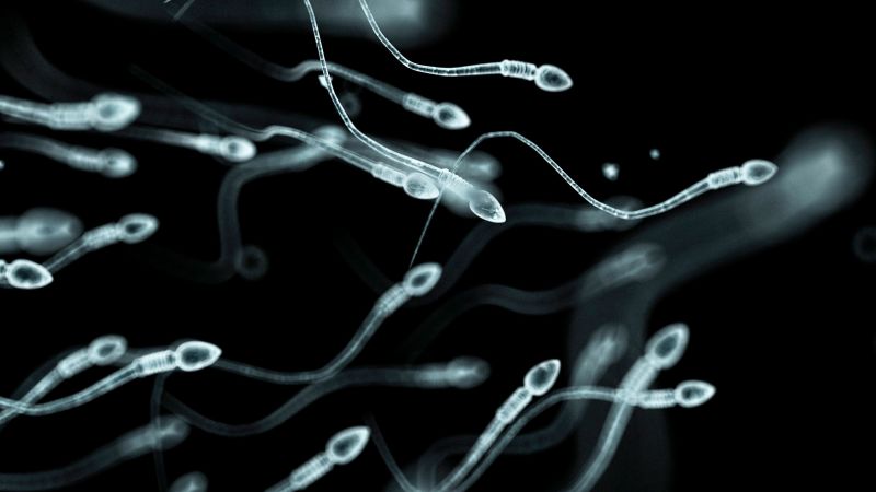 The impact of stress on sperm health