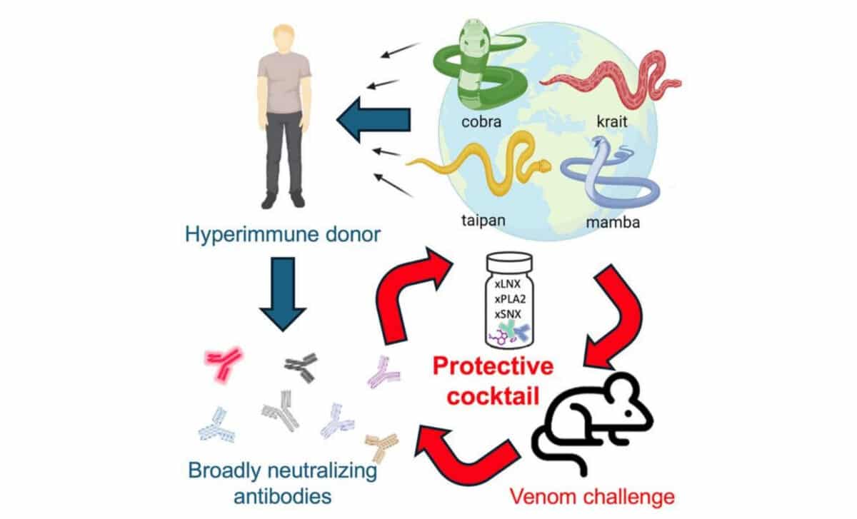 Graphical Abstract (2)