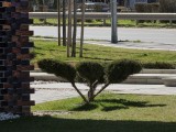 Daylight comparison, telephoto camera (10x): Galaxy S26 Ultra - 230mm, f/2.9, ISO 25, 1/539s (4000x3000px) - Samsung Galaxy S26 Plus vs. Galaxy S26 Ultra