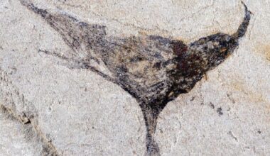 Fossil discovery in China signals earlier appearance of complex animals