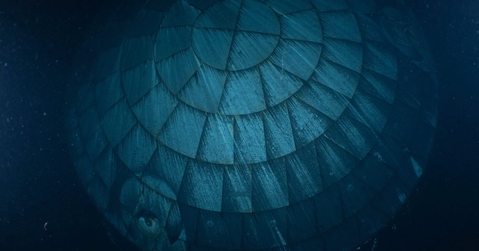 A large turtle seen underwater, showing the textured, patterned surface of its shell and a partially visible head in the bottom left corner, surrounded by dark blue water.