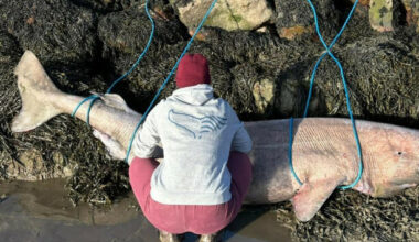 Rare Greenland shark washes up in Sligo · TheJournal.ie